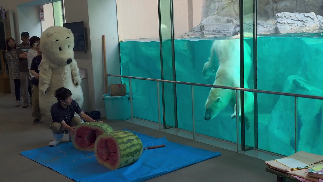 分身豪太のジャンボスイカ割り GAO 男鹿水族館GAO ホッキョクグマ シロクマ モモ 20240824 130252249