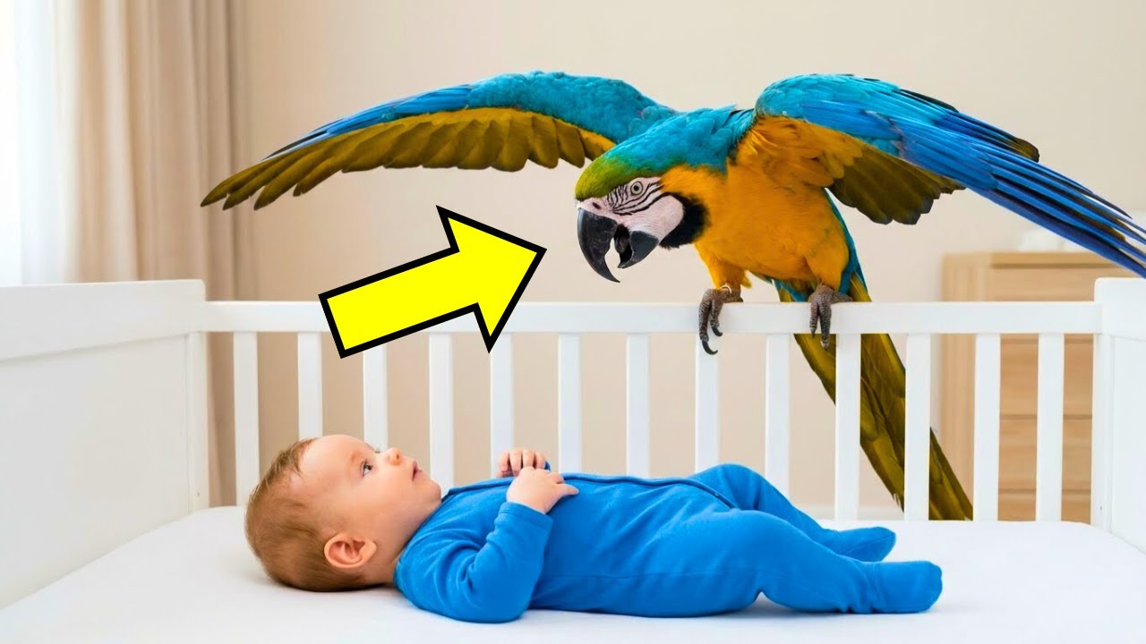 Versteckte Kamera: Was der Papagei dem Baby antut, ist SCHOCKIEREND!