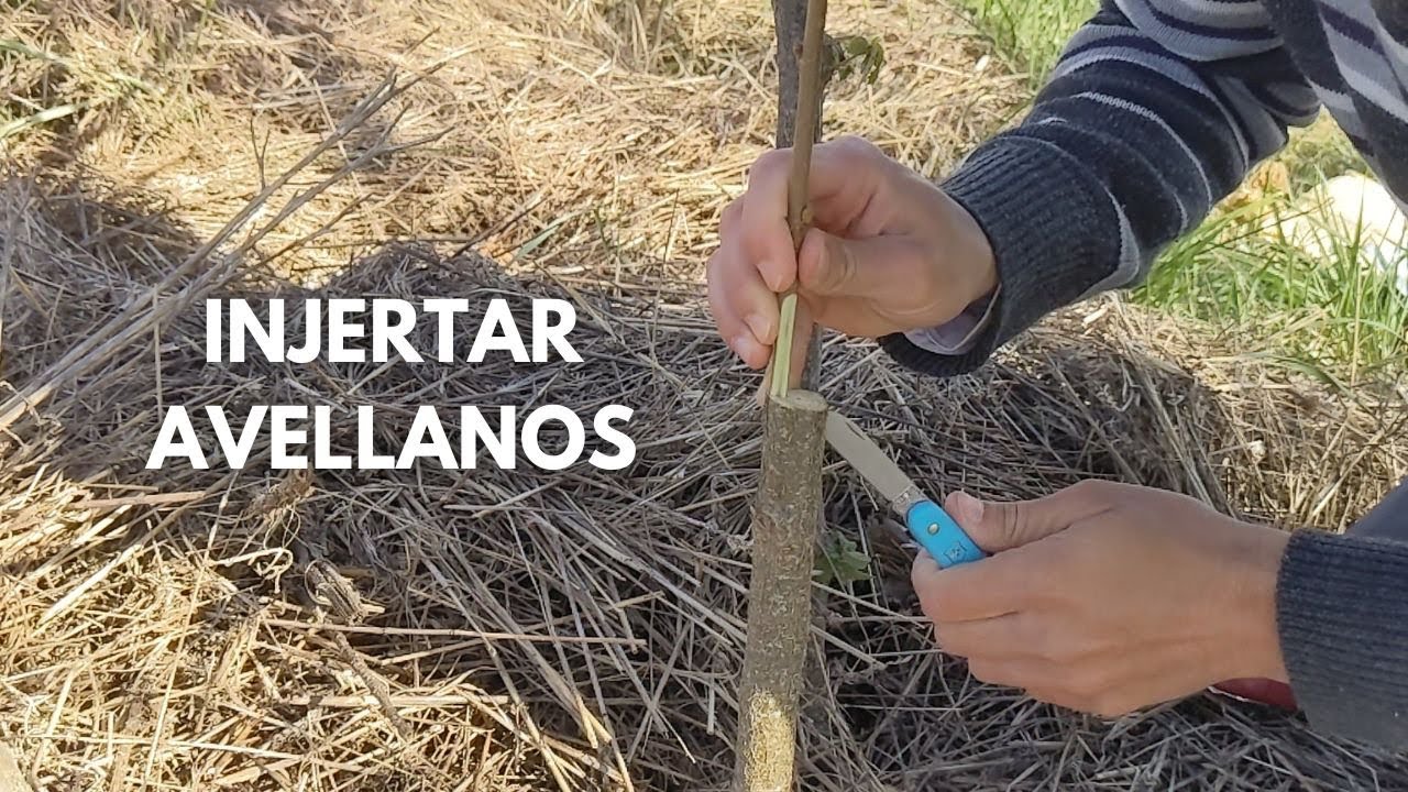 Injertar Avellanos