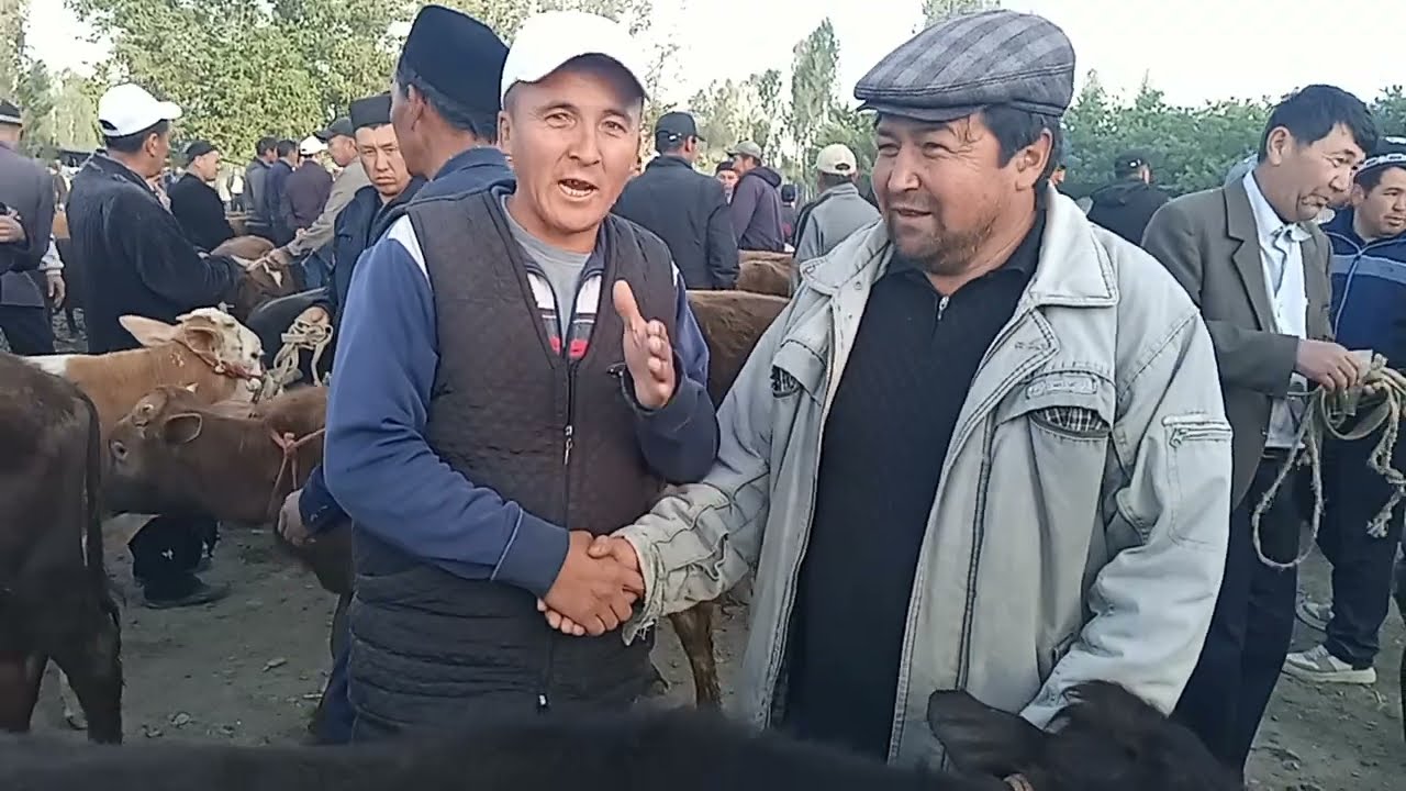 Chorshanba mol qoʻy bozori 3.05.2023