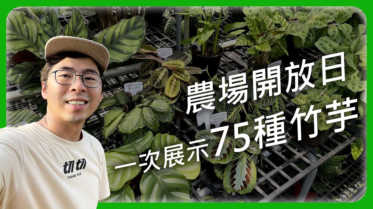 農場開放日，一次展示 75 種竹芋！