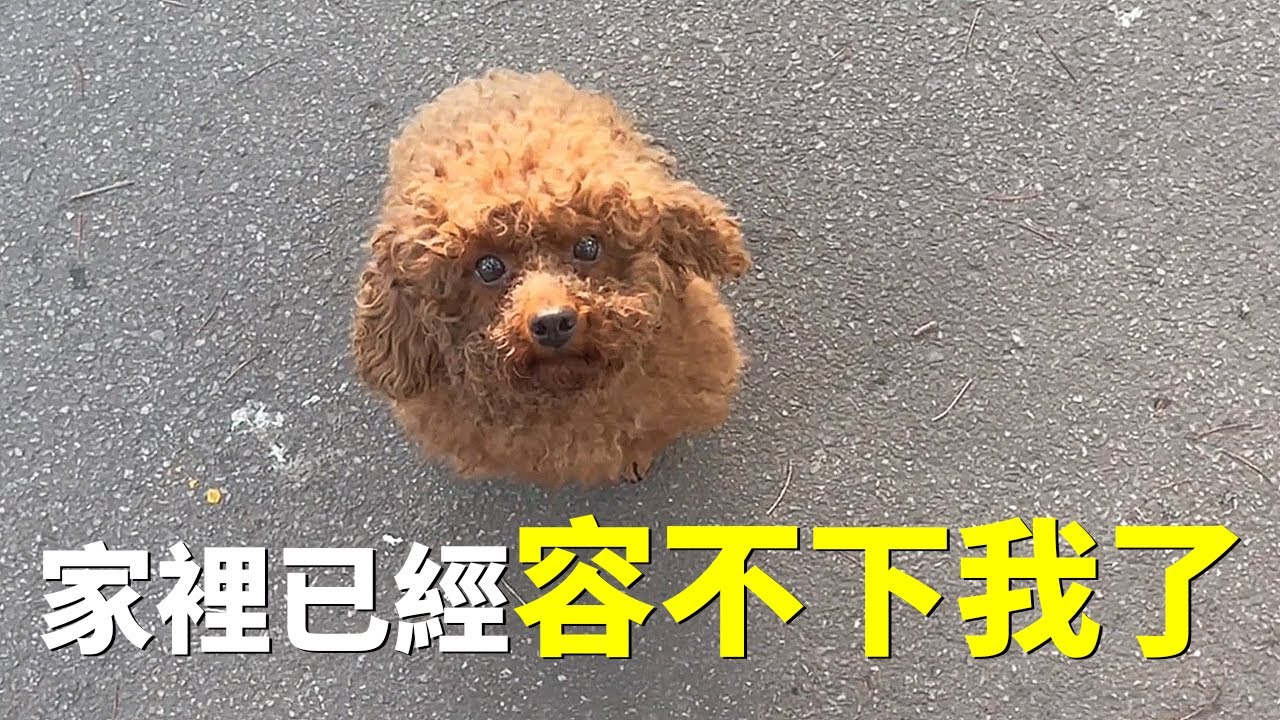 鄰居說，兩年前主人剛買來時很漂亮，沒想到現在就放任不管了