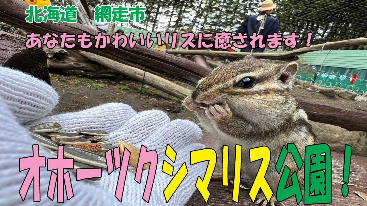 あなたもかわいいリスに癒されます！網走オホーツクシマリス公園