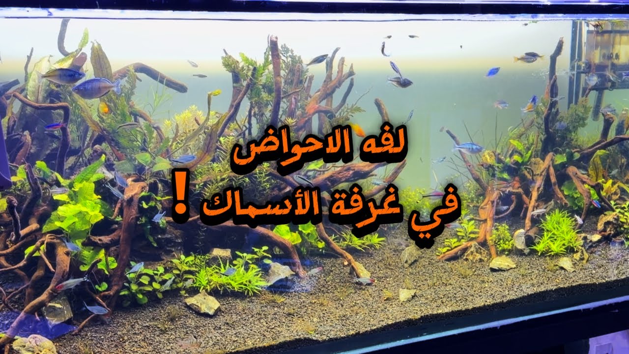 S6E91 - لفة علي الأحواض في غرفة الأسماك الخاصة بي ❤️🥰