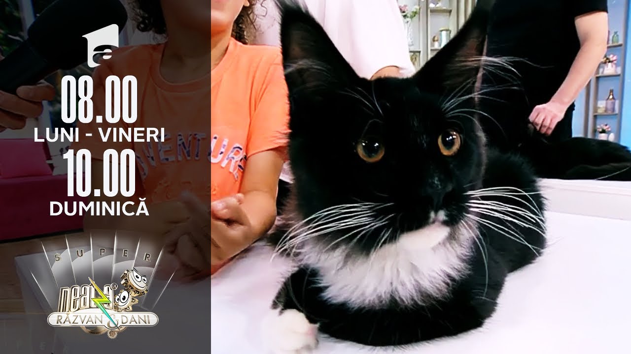 Cele mai frumoase pisici din rasa Maine Coon, în platoul de la Super Neatza | Invitați Neatza