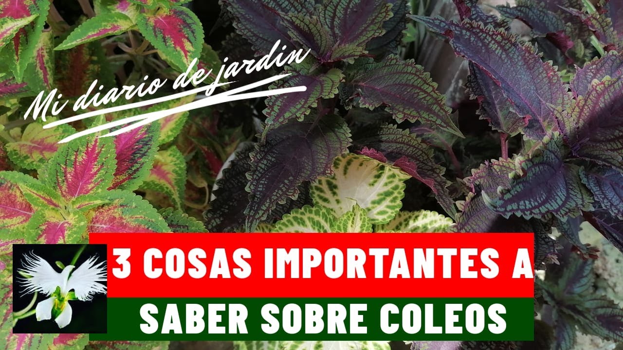 3 cosas que debes de saber sobre los COLEUS, mi diario de jardin.