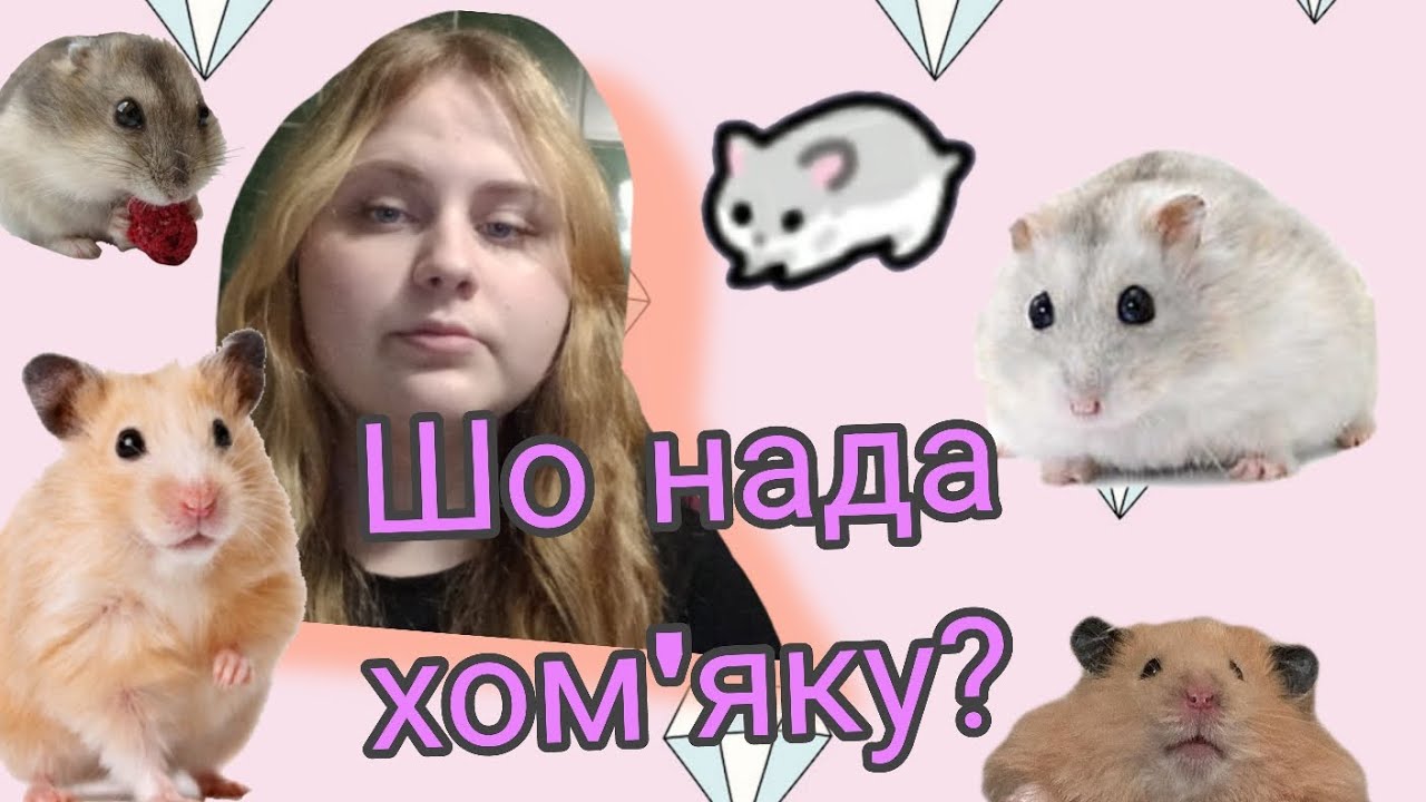 Я купила хом'яка? Що потрібно Хом'яку? 📝Пару моїх порад🐹