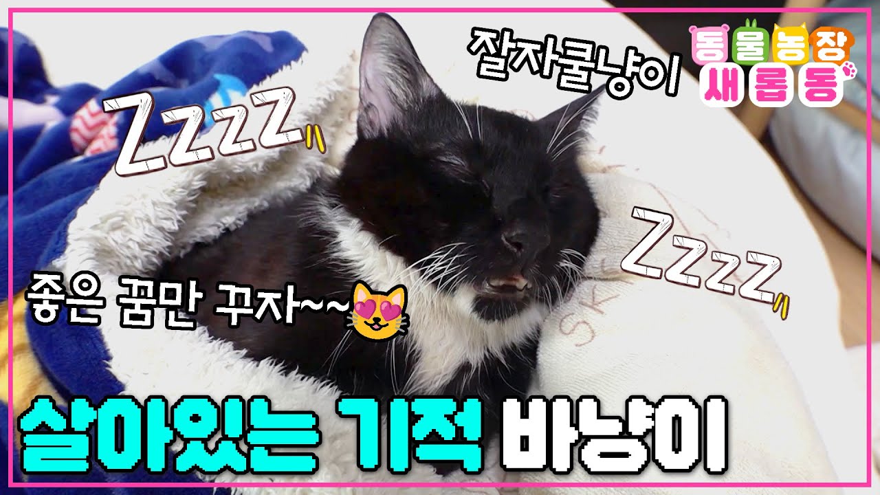 [#새롭동물농장] 희망을 꿈꾸는 고양~~😻 시한부 선고를 받았던 바냥이에게 또 다른 기적이 찾아올까요?🙏🌠 / EP.1194 #TV동물농장 #AnimalFarm #SBSstory