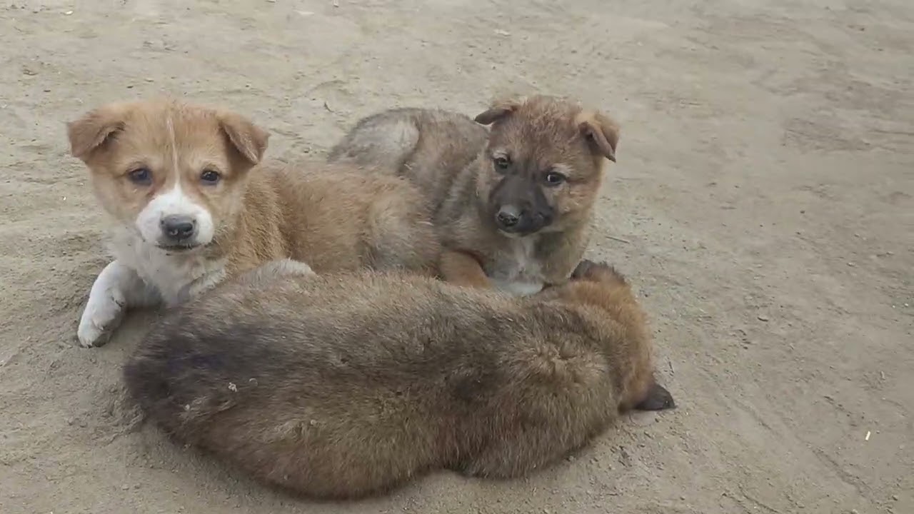 Puppies are very cute. When they live together. #puppies#vlog#family