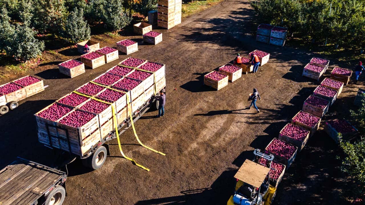 Как американские фермеры производят 9,9 миллиардов фунтов яблок? — Американское фермерство