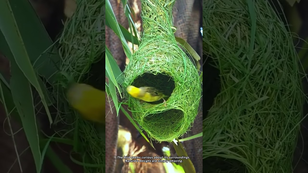 The Incredible Engineering of a Weaver Bird