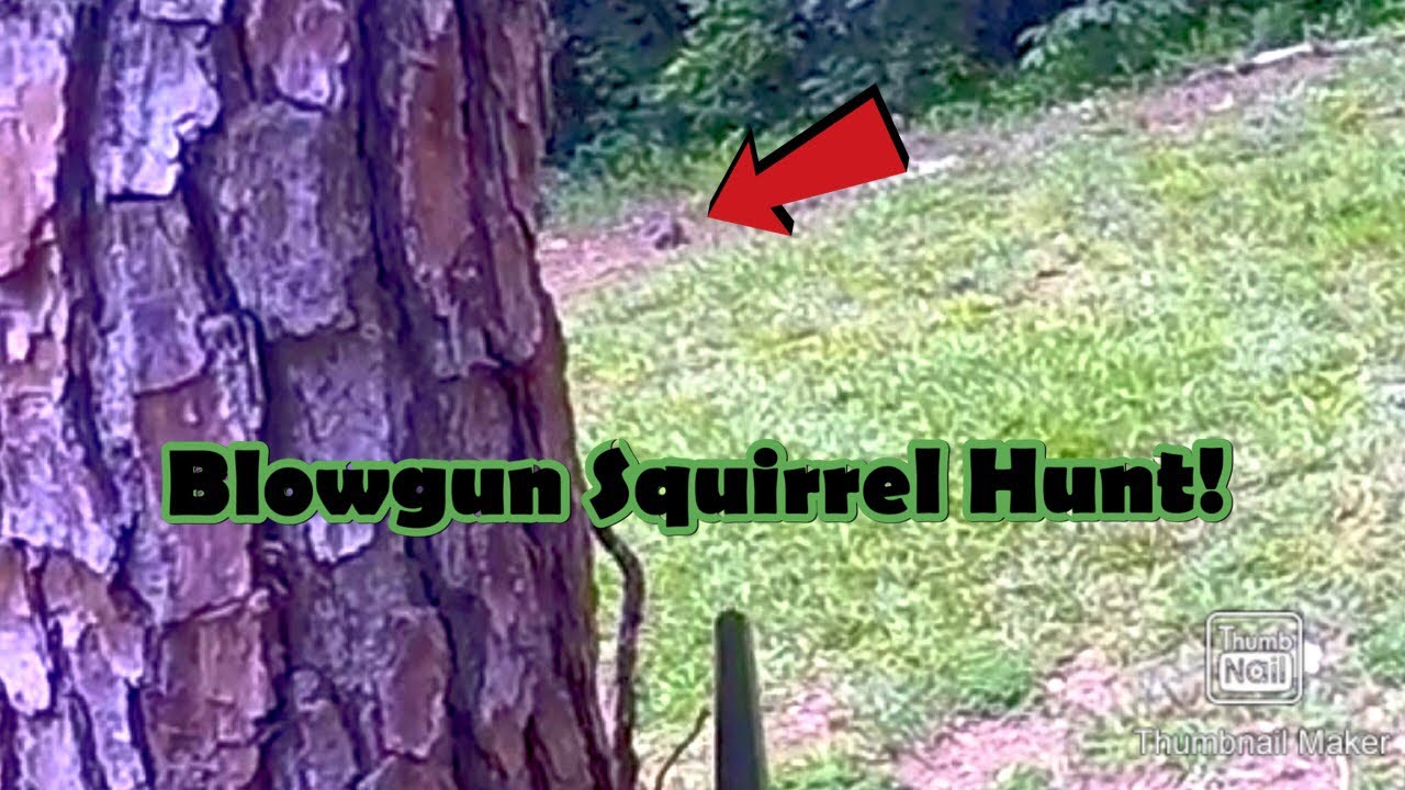Squirrel Hunting With a Blowgun! Cold Steel Big Bore .625!