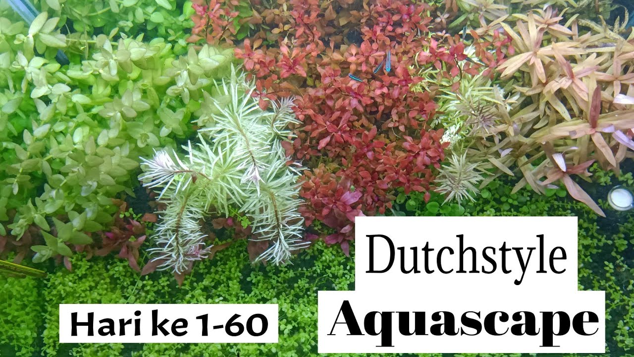 Dutchstyle Aquascape dari Hari ke 1-60