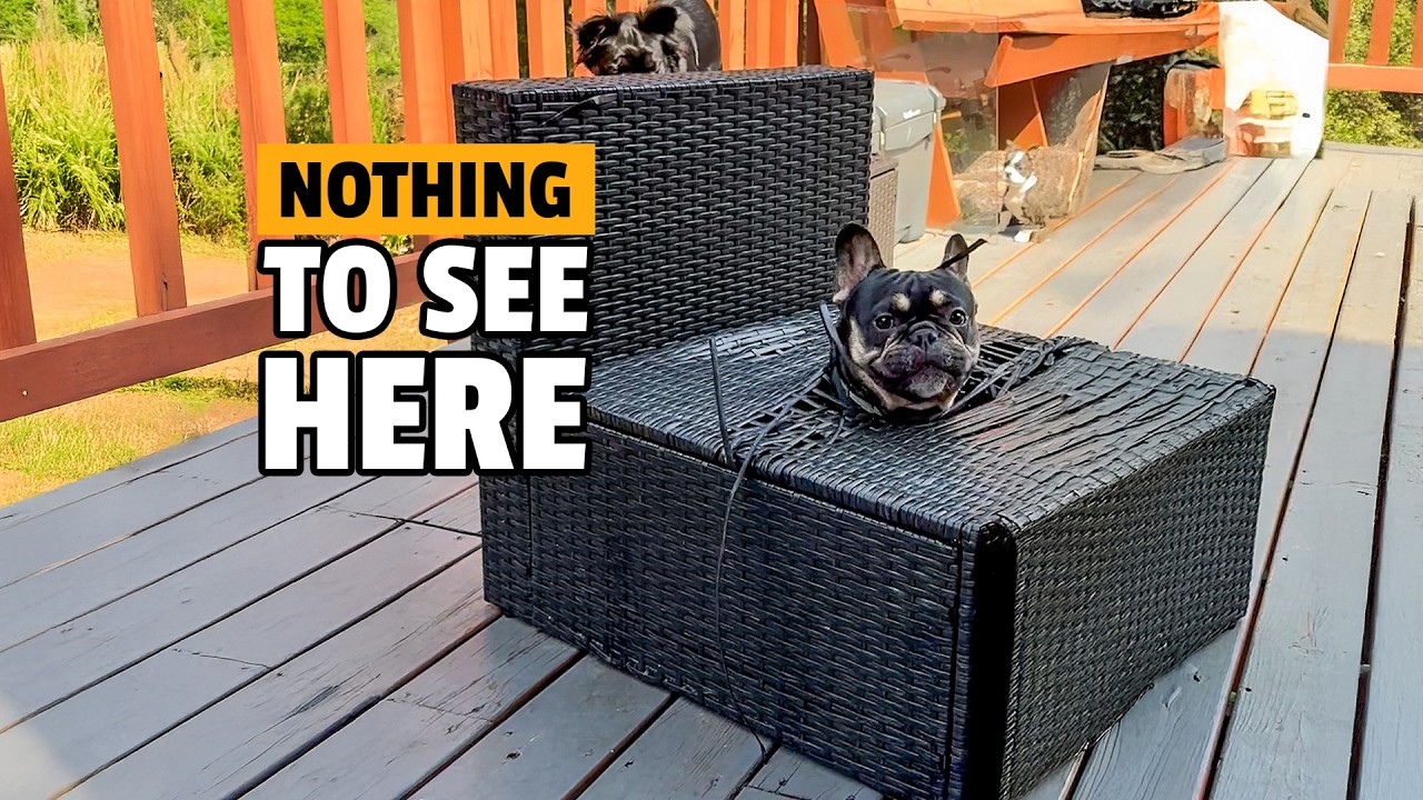 Funny Frenchie VS Furniture! 🤣 💥 | Pets Being JERKS!