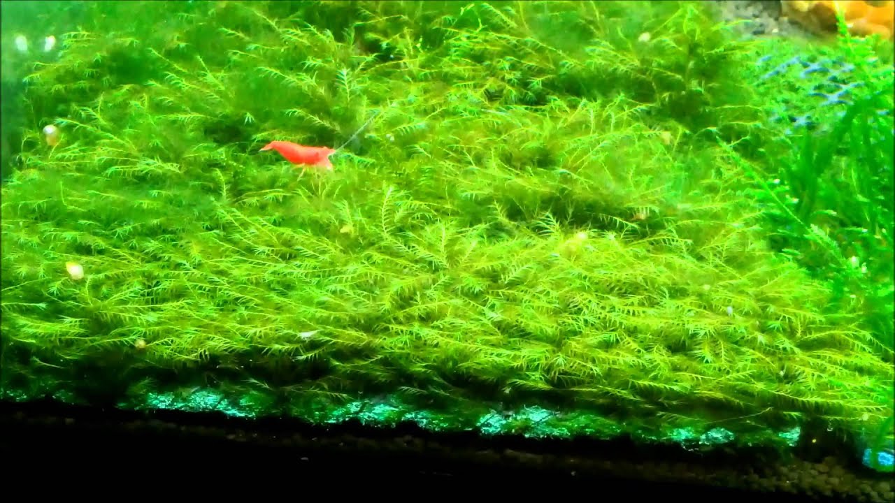 Phoenix Moss Fissidens Fontanus Pads