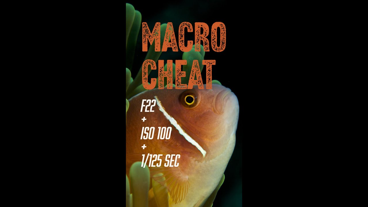 The Simple Formula for Macro Photography // Underwater Photography in Under 60 Seconds #Shorts