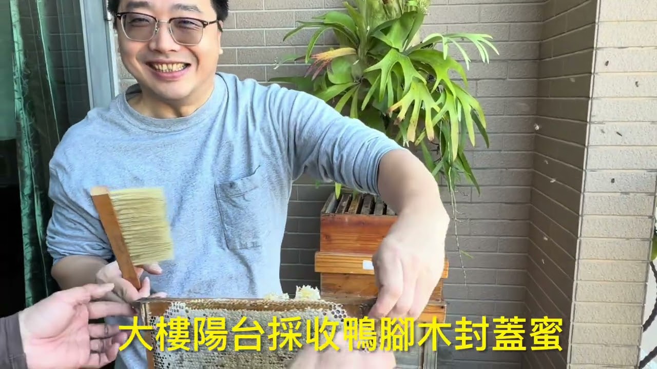 大樓陽台竟然能採收鴨腳木野蜂蜜….￼