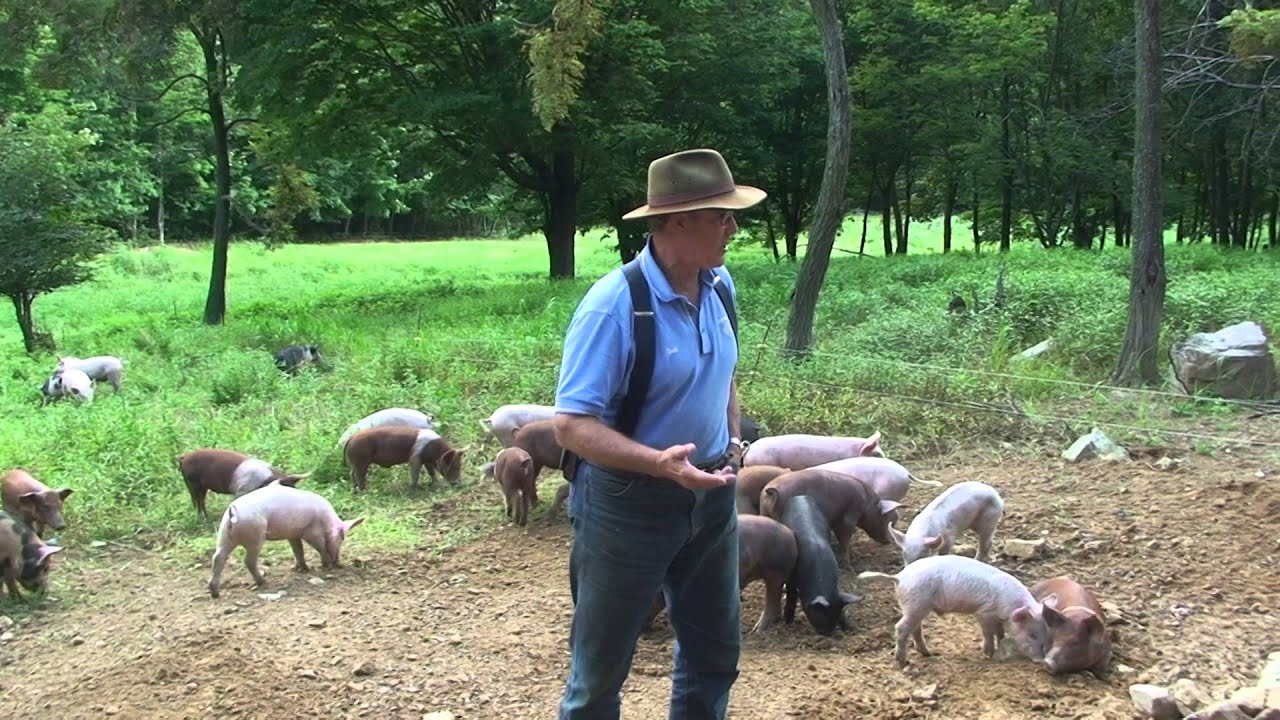 Polyface Intensive Discovery pigs