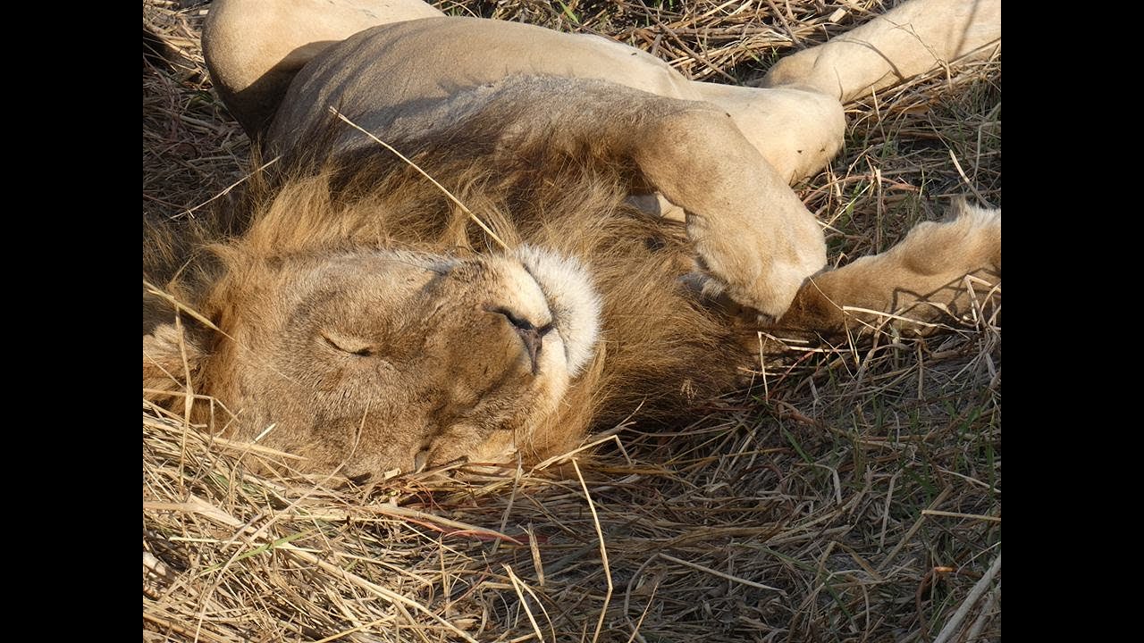 Botswana  Safari - Part 3 of 5 - Khwai River