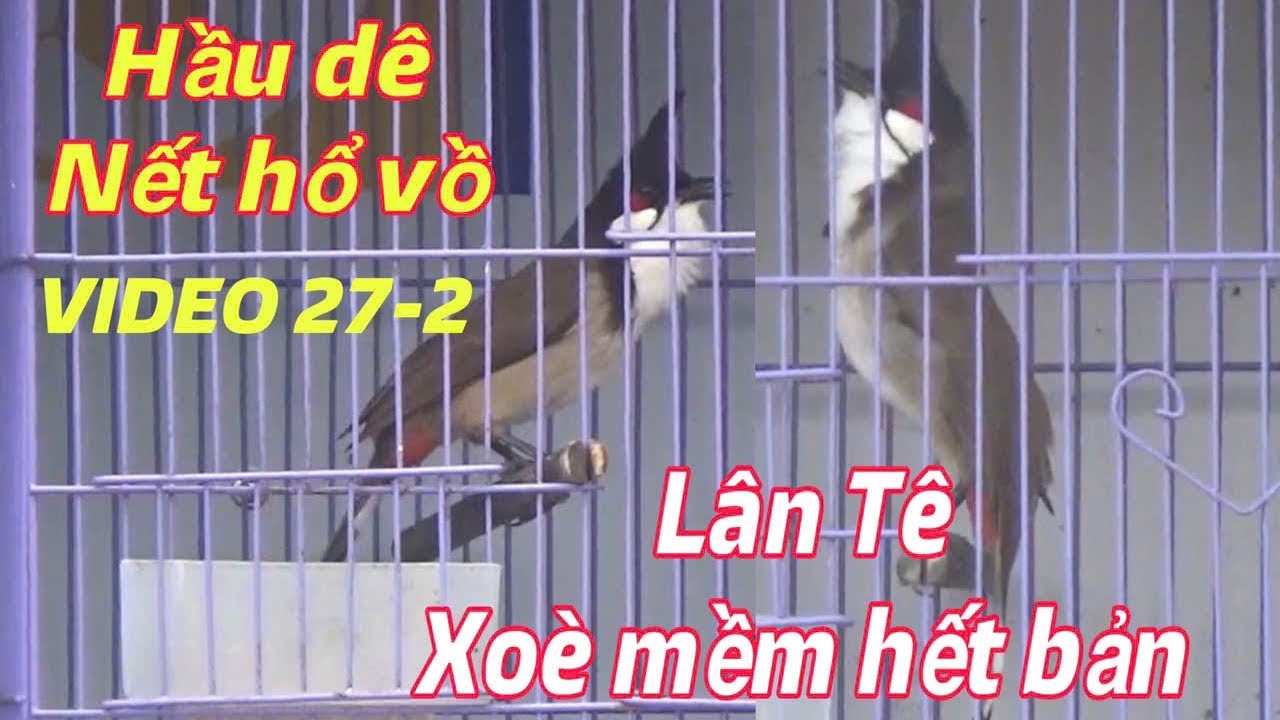 CẬP BẾN - LÂN TÊ XOÈ MỀM HẾT BẢN // BỔI VIP NẾT HỔ VỒ QUÁ GẤU // TUYỂN CHỌN BỔI B.ẪY ĐẤU 