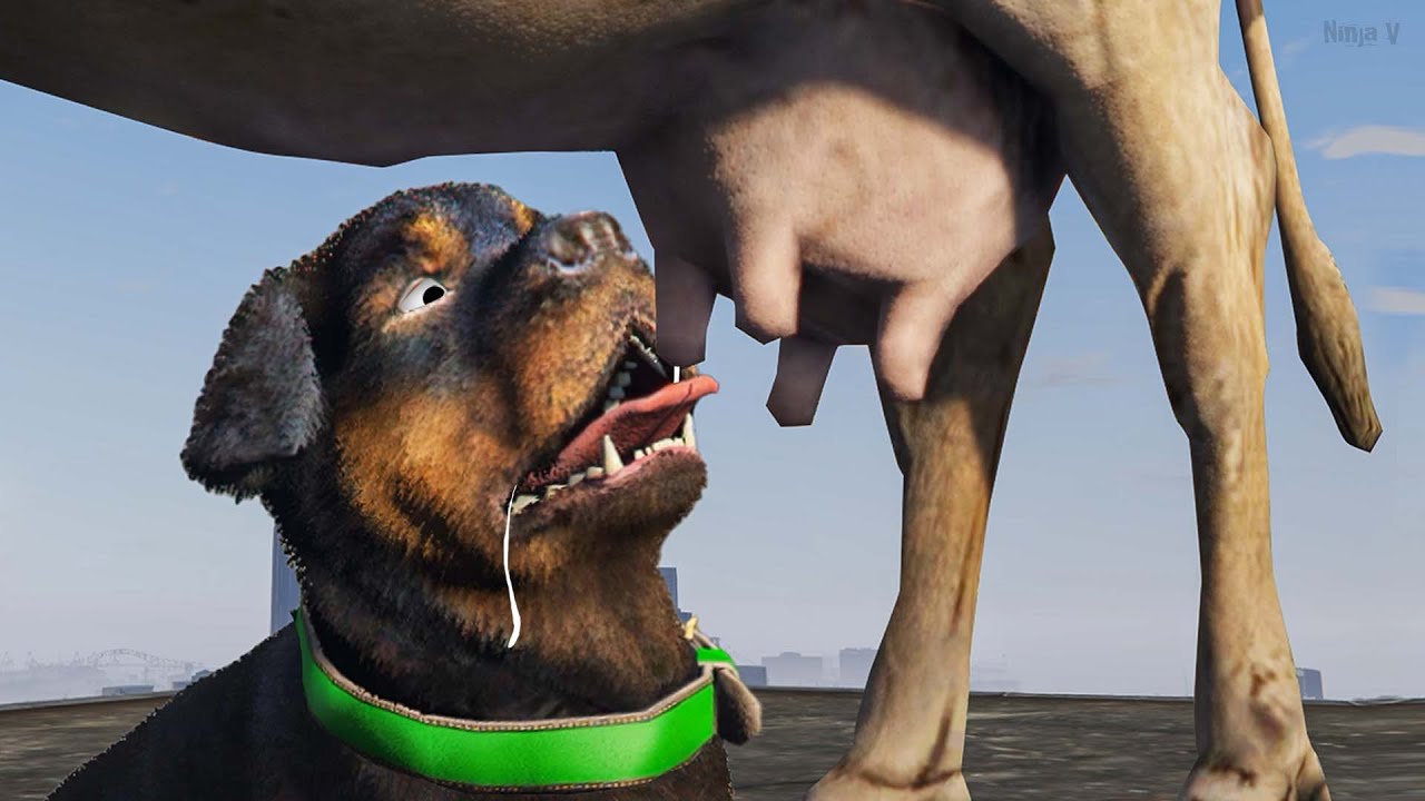 GTA V - Franklin Adopted an Cow