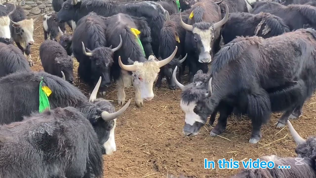 HIMALAYAN YAK