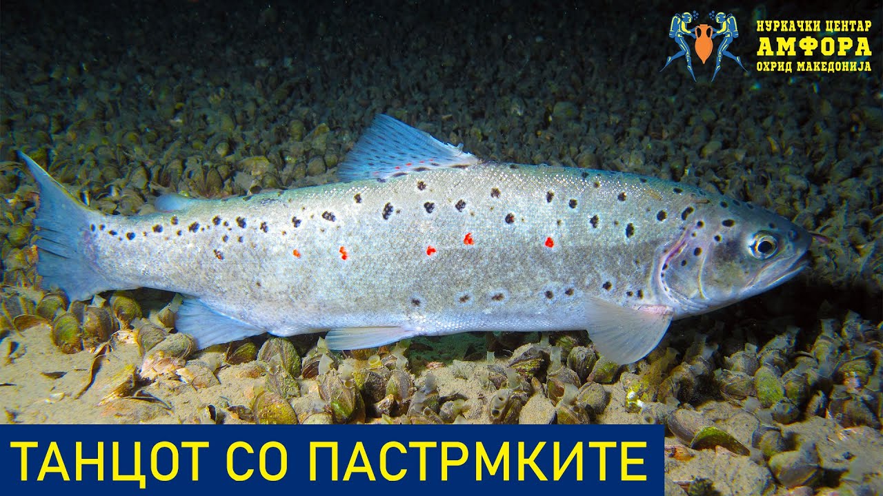 Танцот со пастрмките | Документарен филм | Нуркачки Центар Амфора