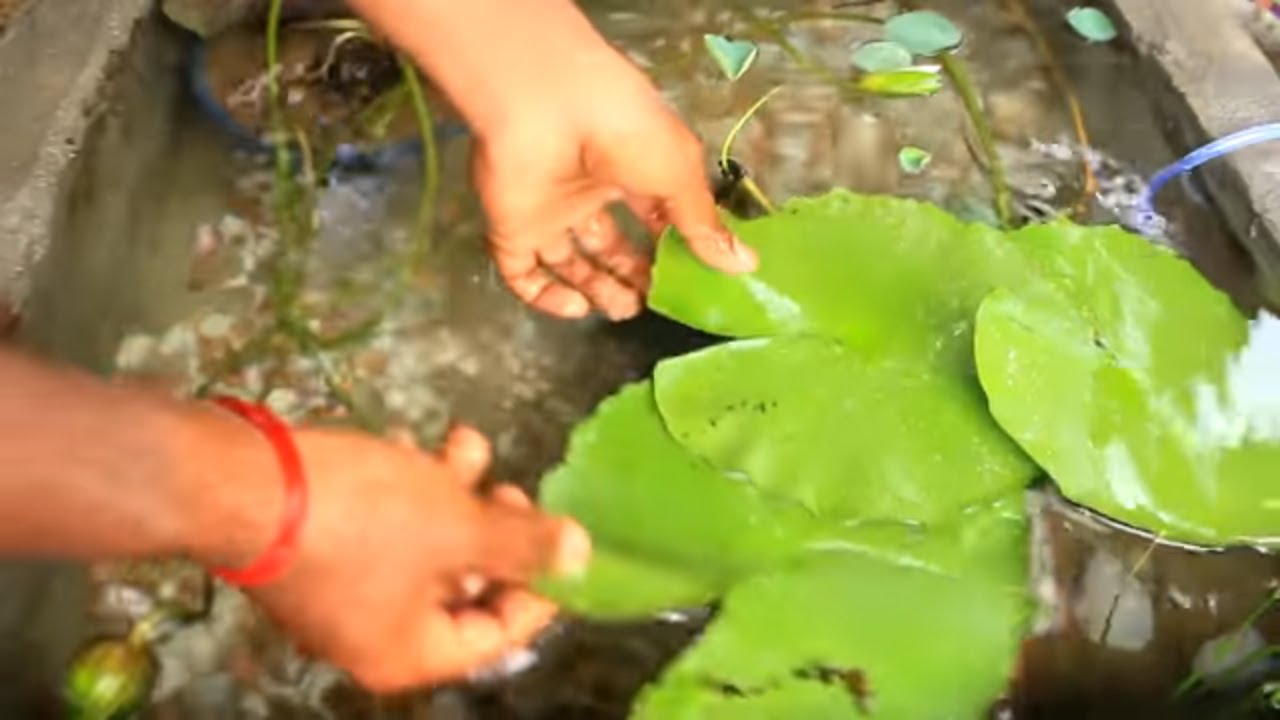 Koi Fish I lotus I Water Lily I Pond Setup