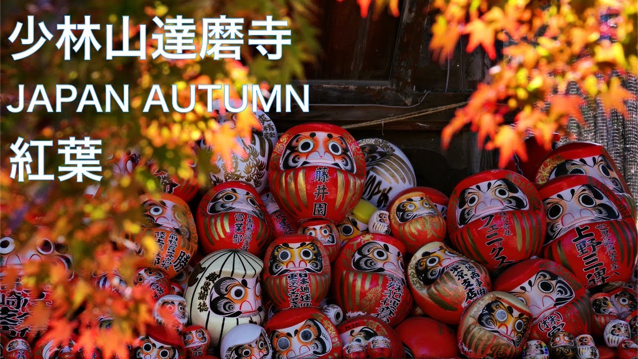 ★【群馬県 紅葉ひとり旅：少林山達磨寺】だるま&times;紅葉絶景　Autumn leaves of JAPAN temple　群馬 観光 高崎 旅行　パワースポット　御朱印 散歩　JAPAN TRAVEL
