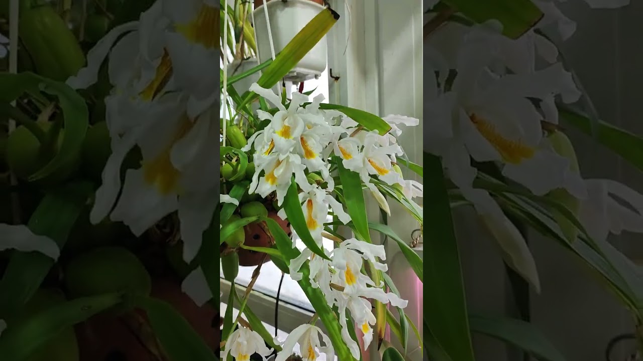 coelogyne cristata январь 2024
