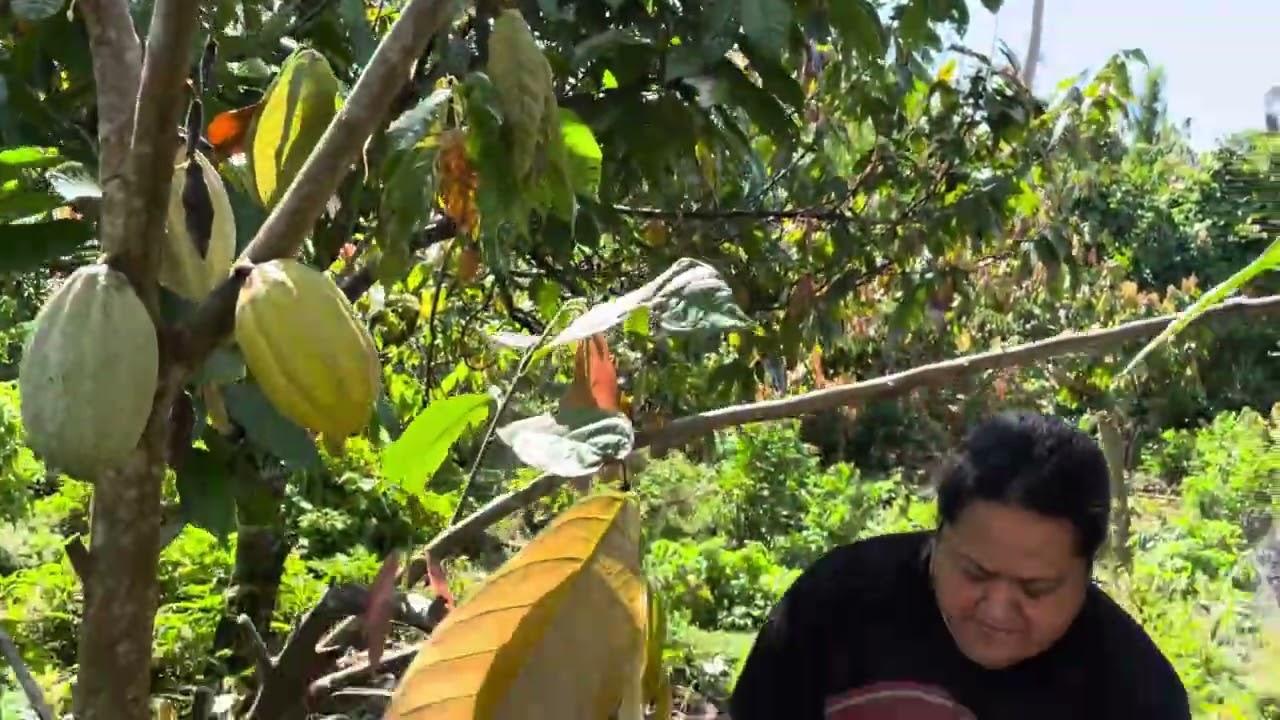 😍 Beautiful Day in Savaii / Lady Samoa lll + Cocoa Farm : 08 Oct 2025 @ 9:40AM