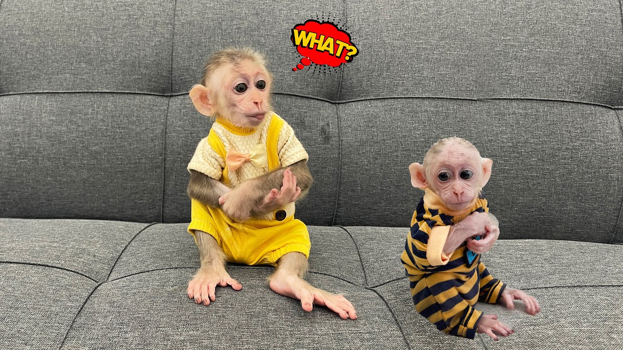 baby monkey & Junbi little monkey😲 What's going on ?