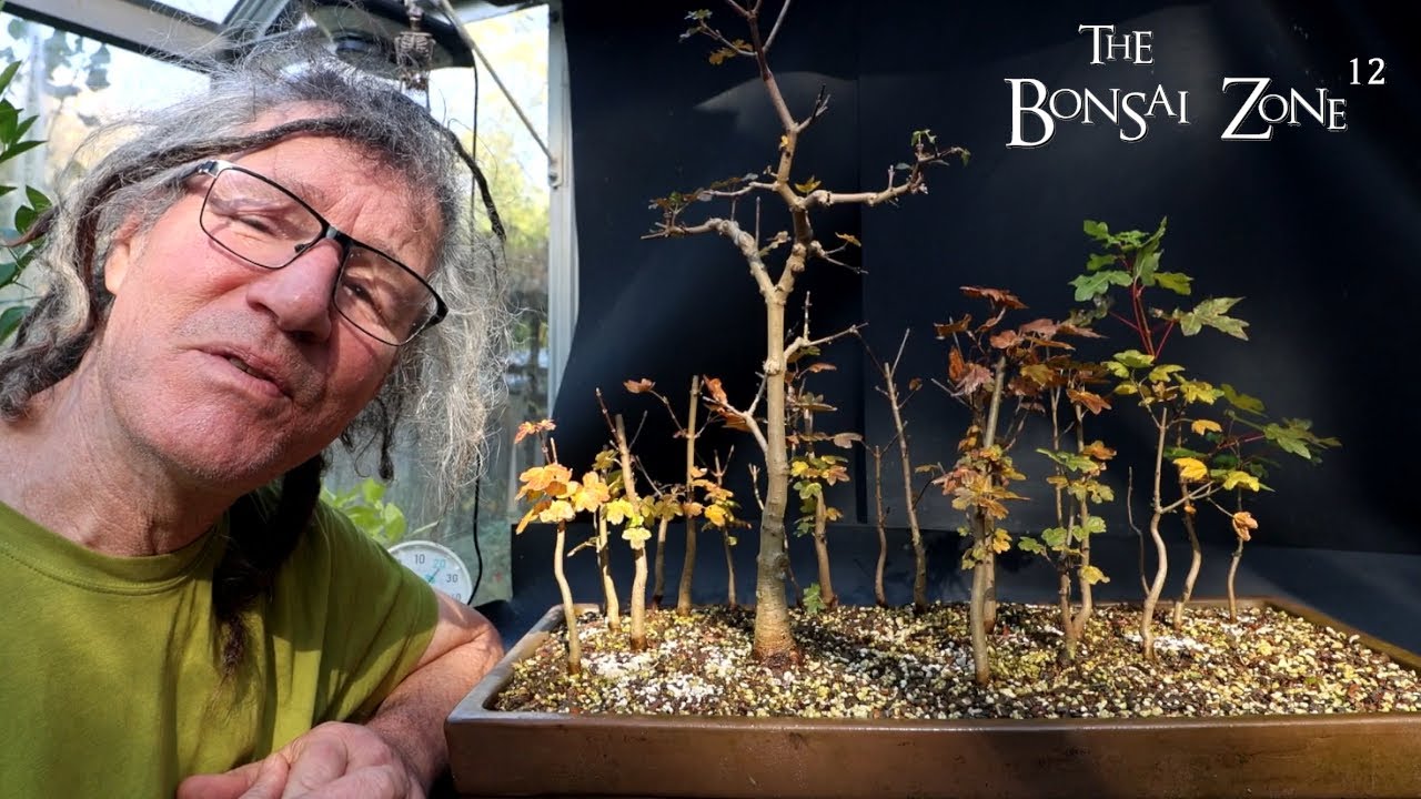 Обрезка кленового леса на моём поле, зона бонсай, ноябрь 2025 г.