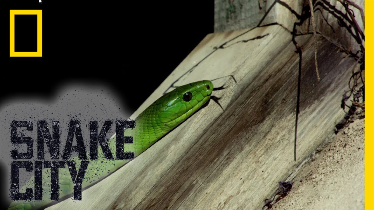Green Snake Identification | Snake City
