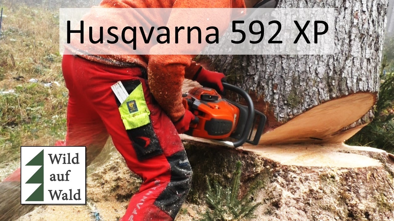 🌲Massive Tanne wird mit Husqvarna 592XP gefällt #wildaufwald