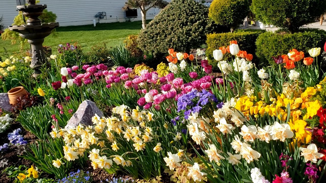 Weekly Spring Garden Tour. Creeping  Phlox, Tulips and Daffodils in full bloom!🌷⚘🏵😍❤
