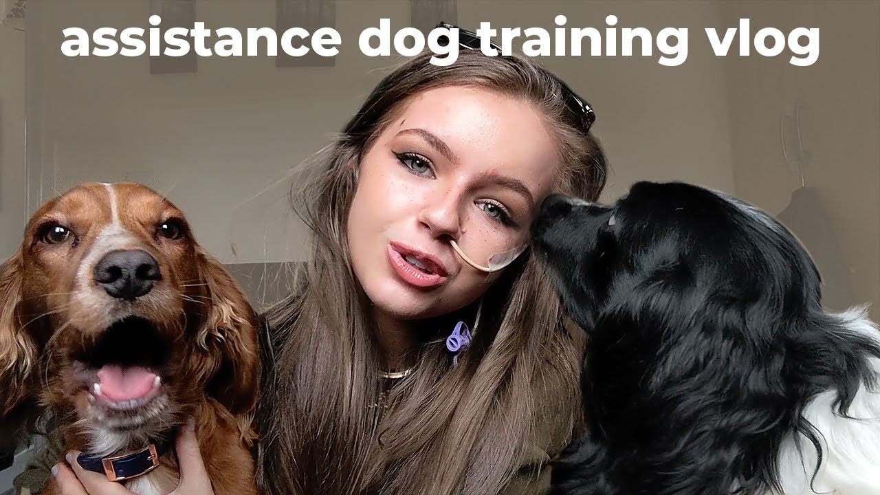 assistance dog training vlog
