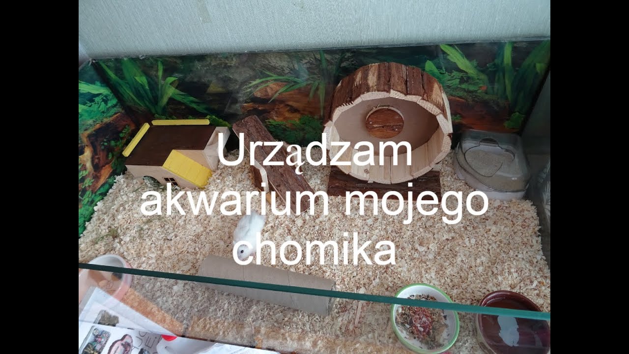 Nowy wystrój akwarium mojego chomika +reakcja gryzonia