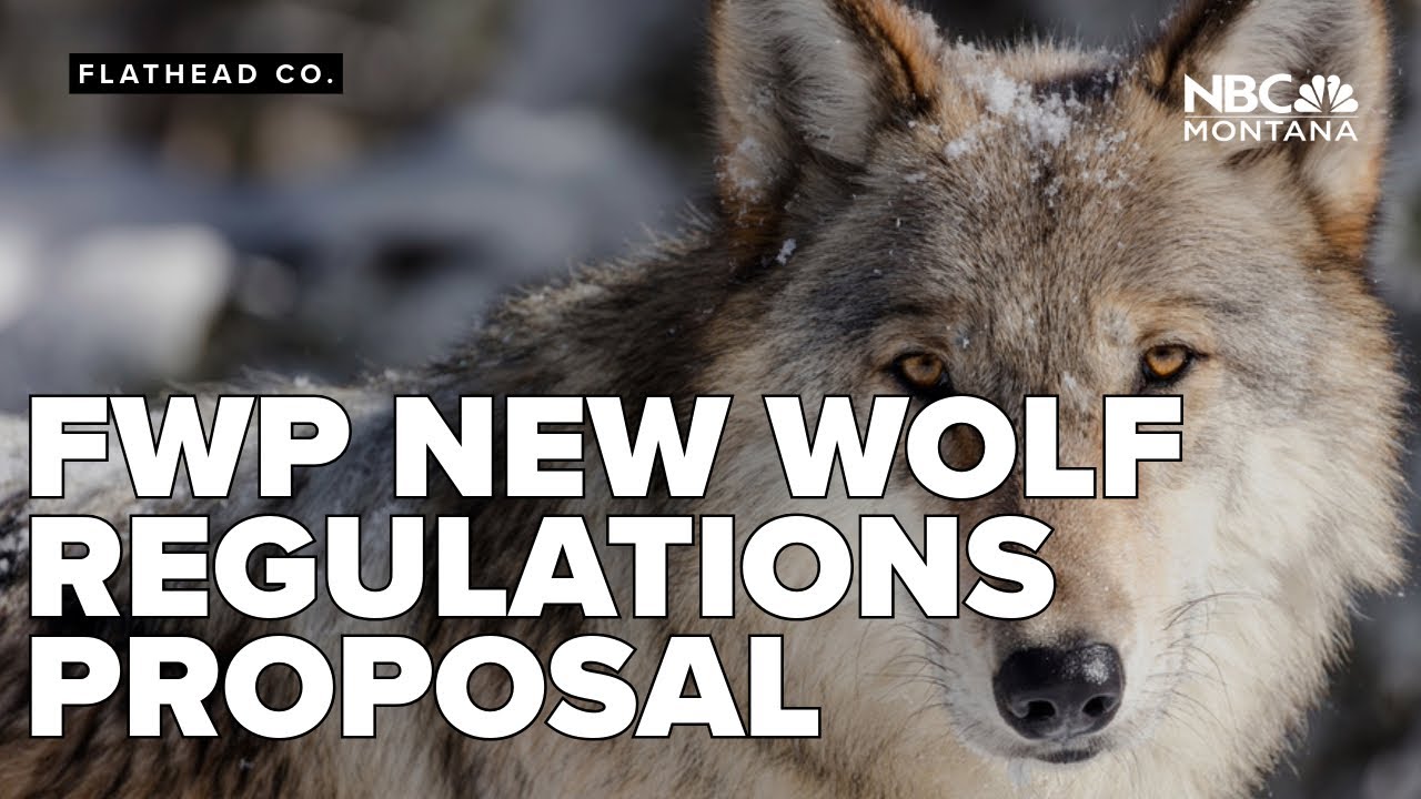 FWP proposes new wolf hunting, trapping regulations