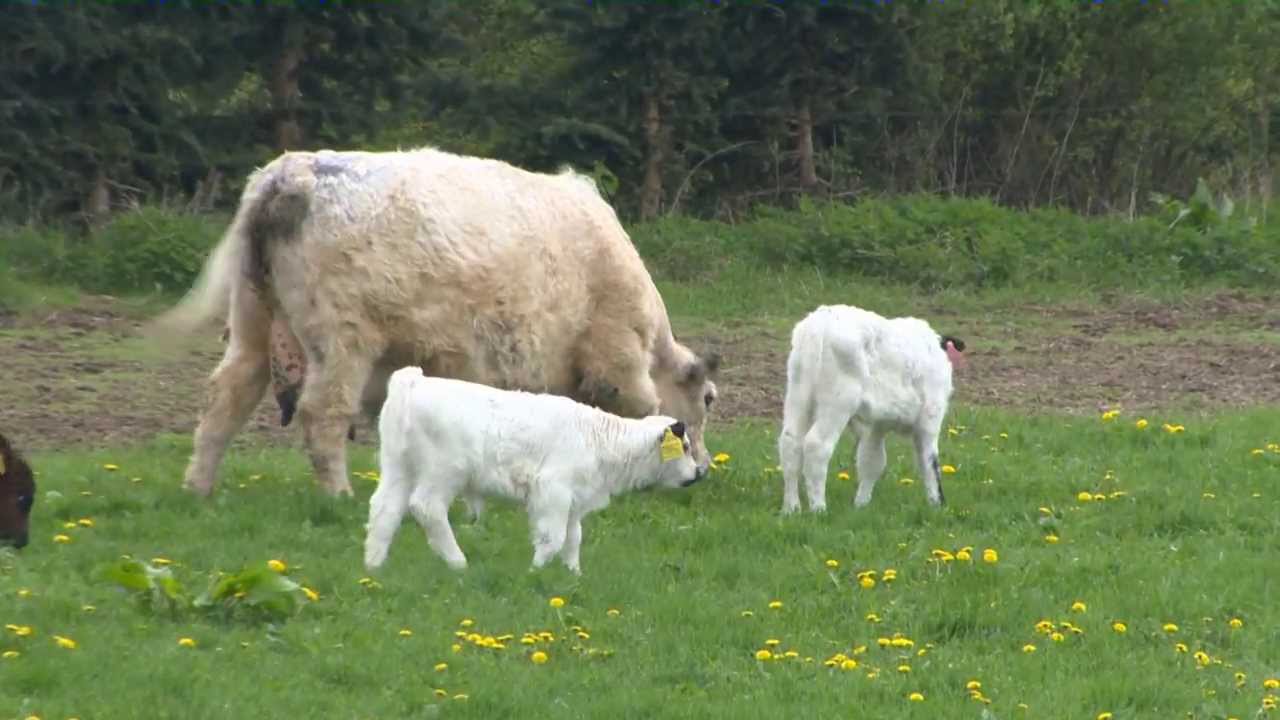 Invata sa devii fermier P.2: Putem trai din crestera animalelor?