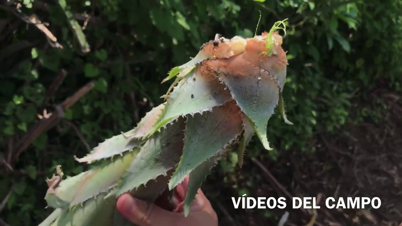 Buscando piñicos en el cerco para cocinarlos. Parte 1