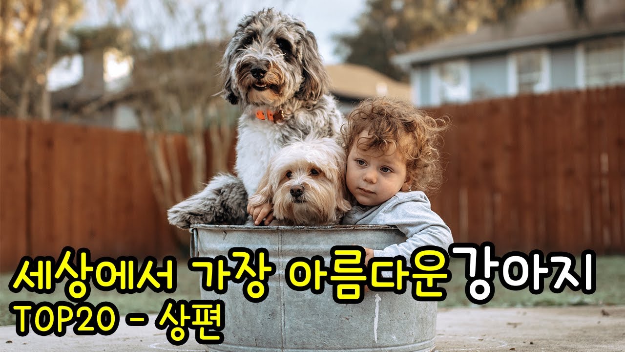세상에서 가장 아름다운 강아지 탑20 - 상편