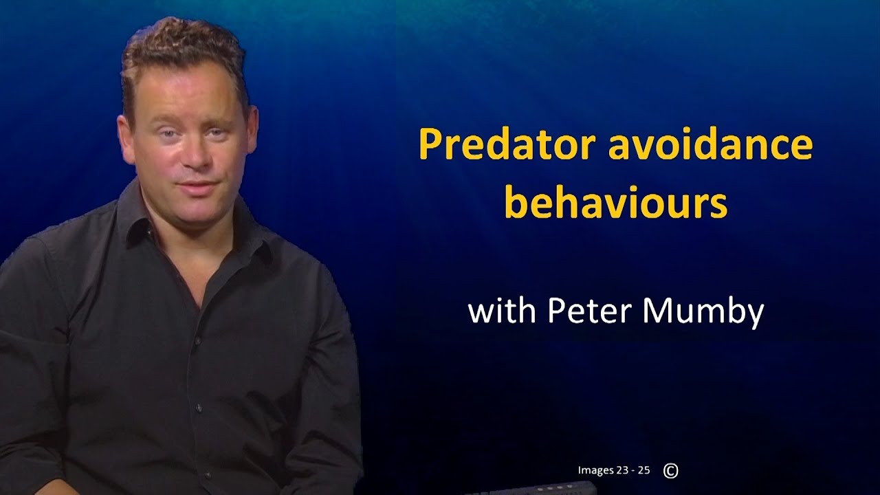 UQx TROPIC101x 4.3.2  Predator Avoidance Behaviours