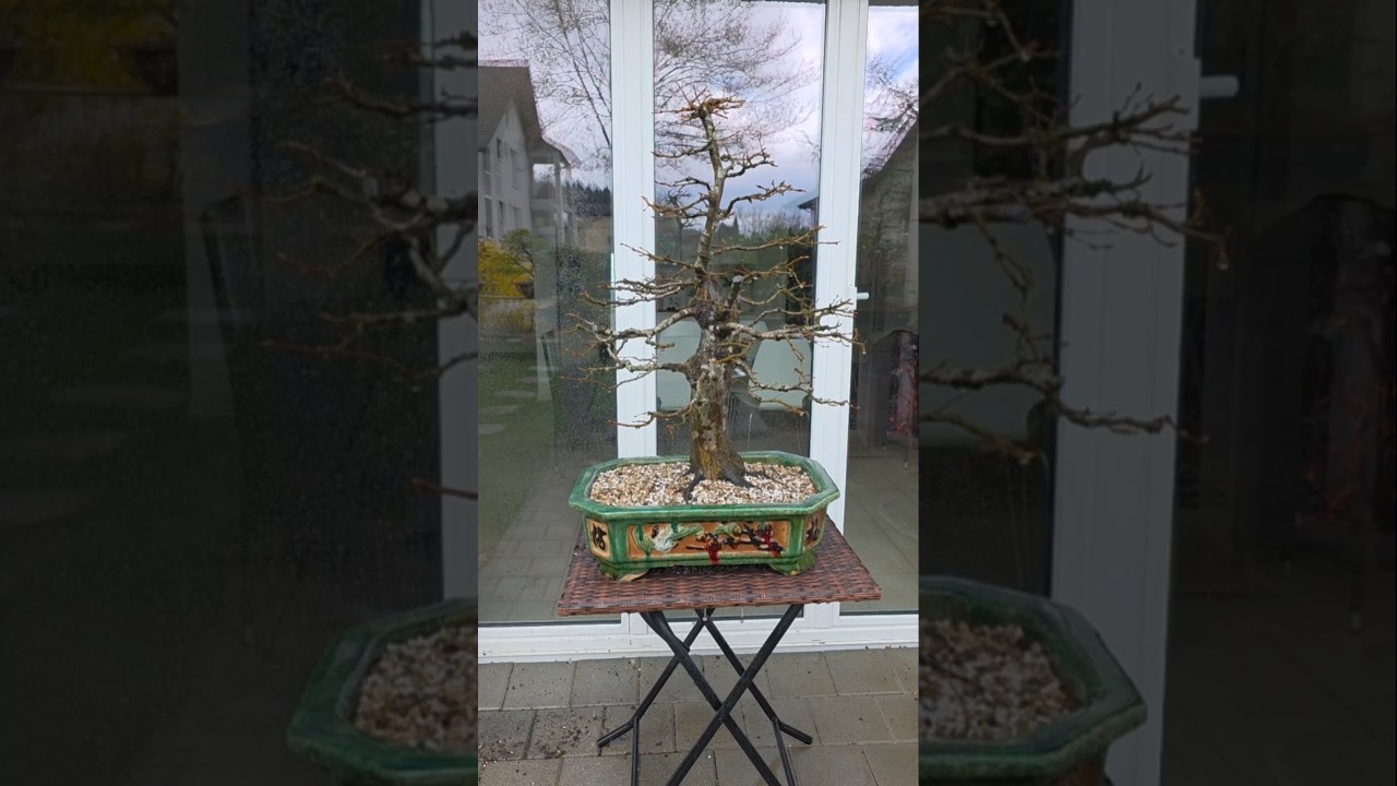 6 months in 16 seconds🌳#bonsai #diy #start #the #journey #from #bush #and #scratch #european #fyp