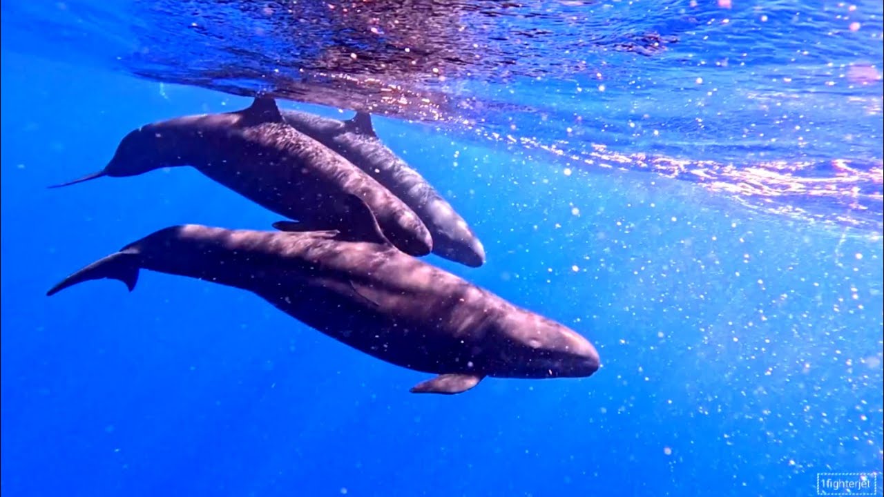 RISSO DOLPHINS 🐬 SIGHTED FOR THE FIRST TIME OFFSHORE JAMAICAN WATERS WHILE DOING DEEPDROP FISHING 