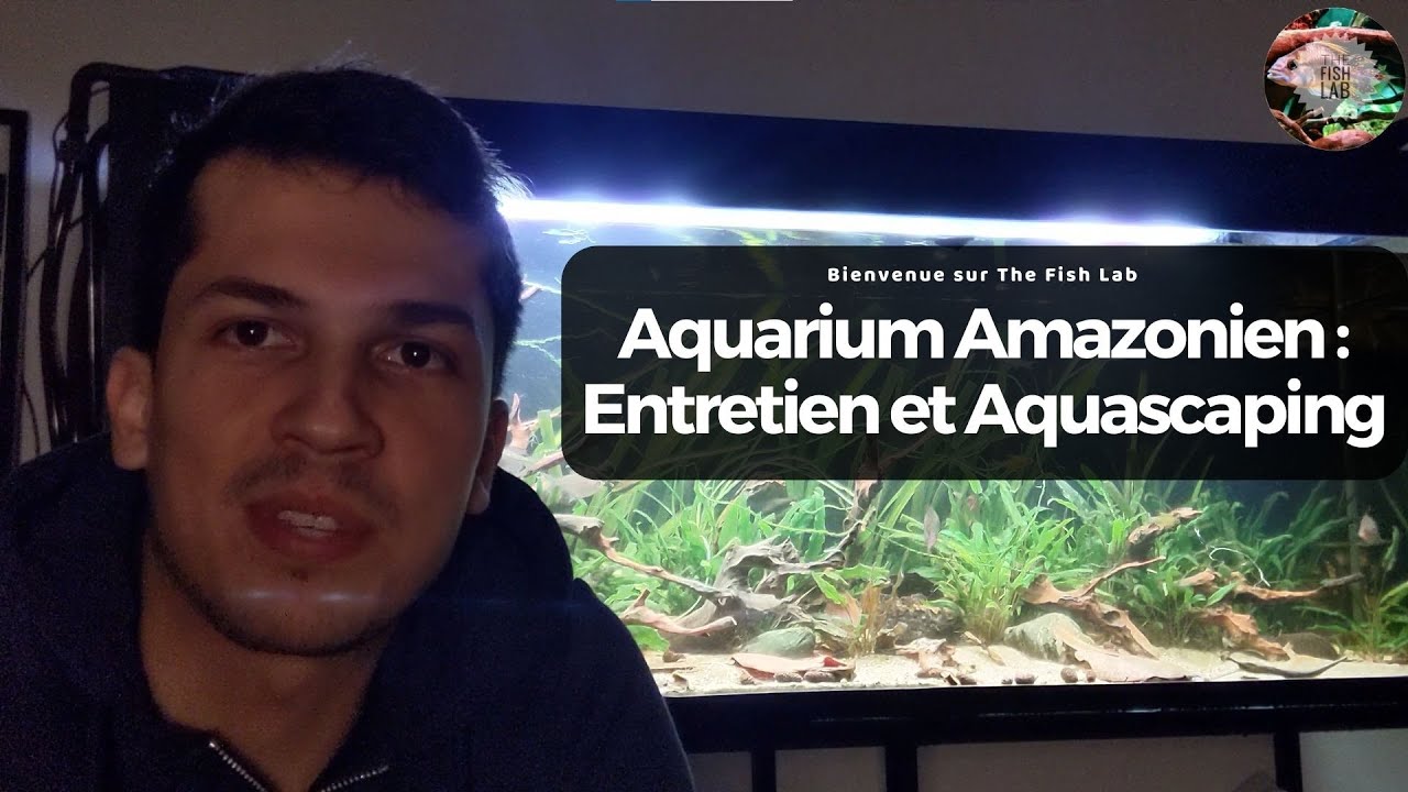 Aquarium Amazonien : Entretien et Aquascaping