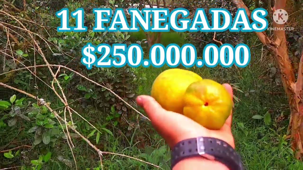 HERMOSO FINCA DE 11 FANEGADAS $250 MILLONES CERCA A FUSAGASUGA CUNDINAMARCA[🔴 VENDIDO🔴]