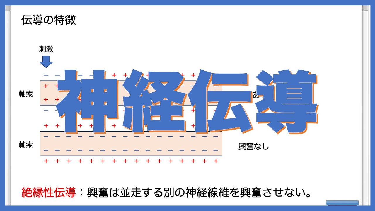 神経を理解する②｜神経伝導を理解する！