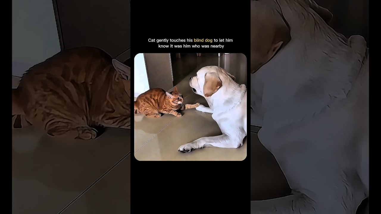 A cat touches his blind dog just to know him it was her