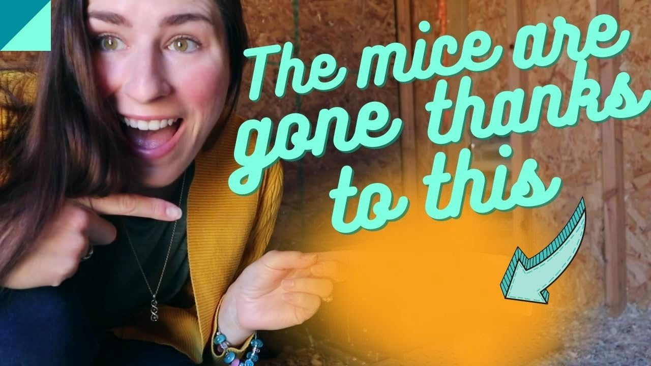 Secret to keeping rats and mice out of your chicken coop